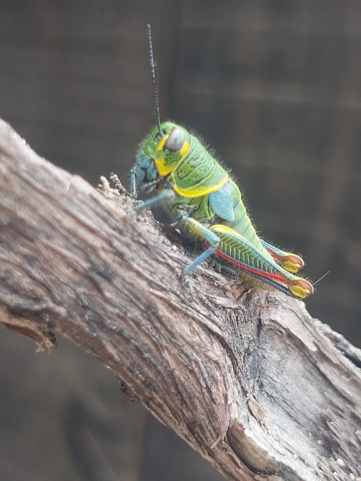 Fauna 1